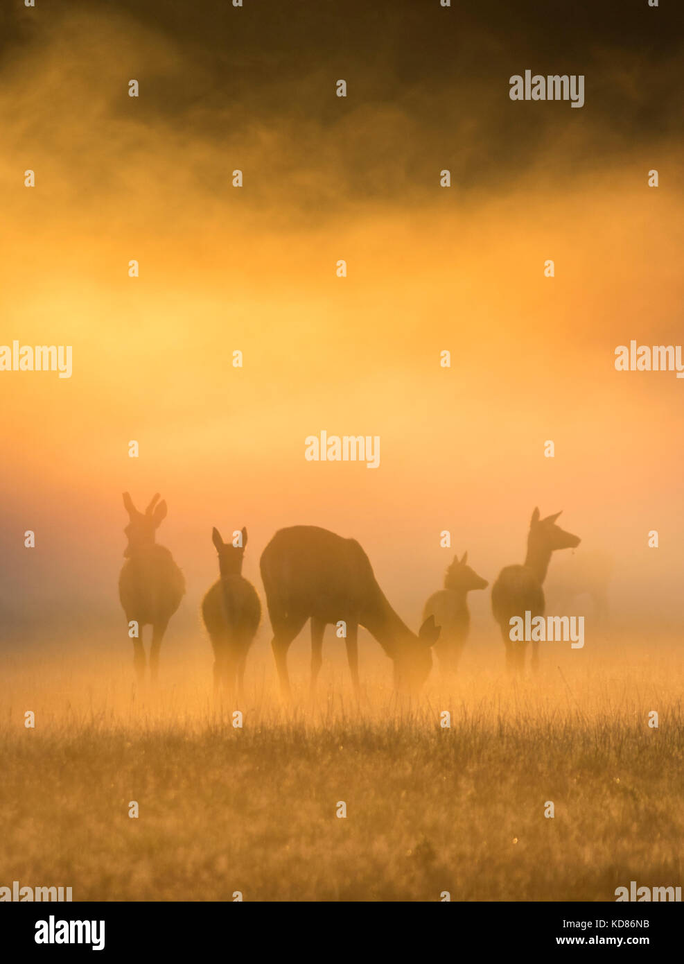 Silhouette di Five Deer, Windsor Great Park, Berkshire, Inghilterra, Regno Unito Foto Stock