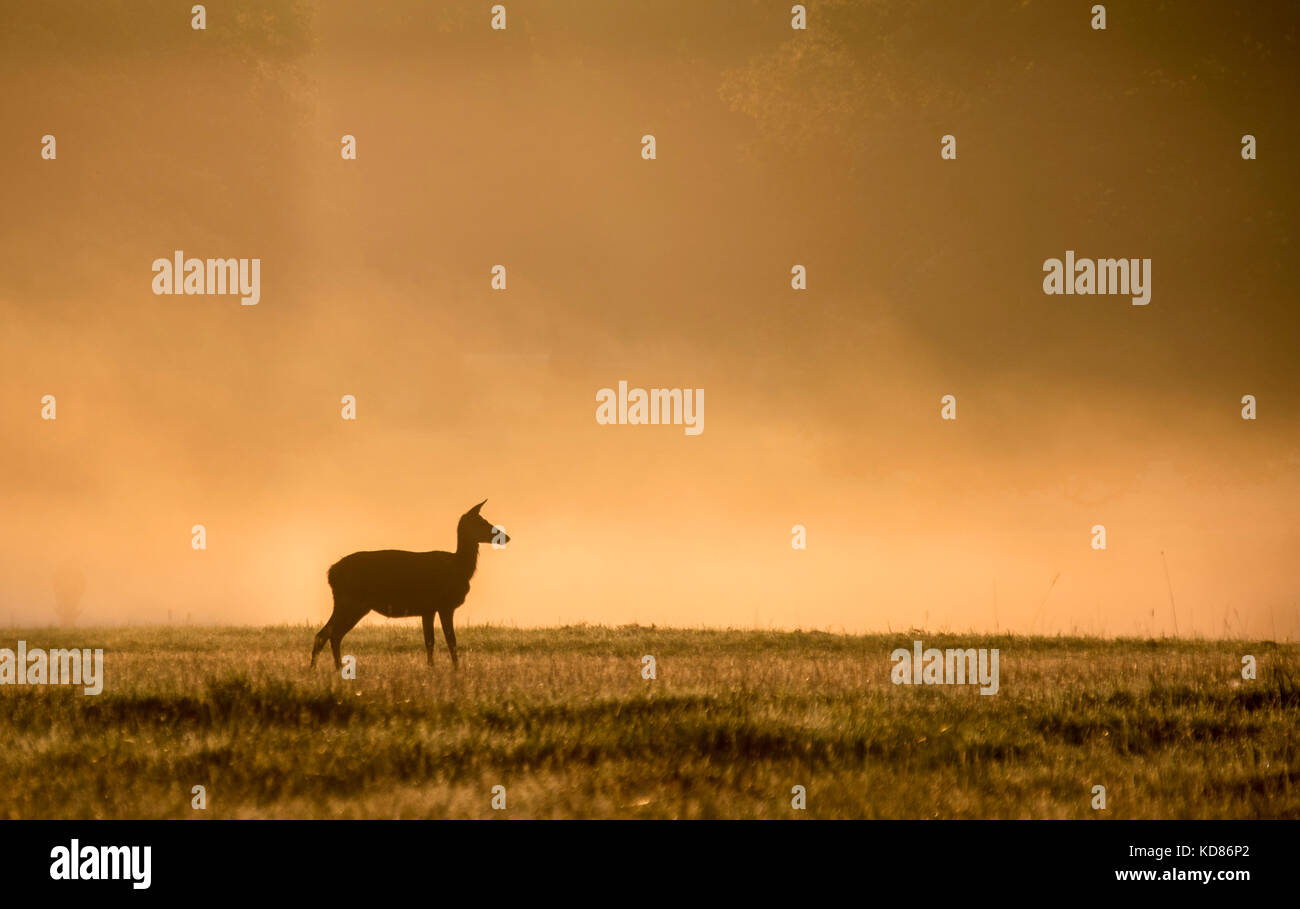 Silhouette of a Deer, Windsor Great Park, Berkshire, Inghilterra, Regno Unito Foto Stock