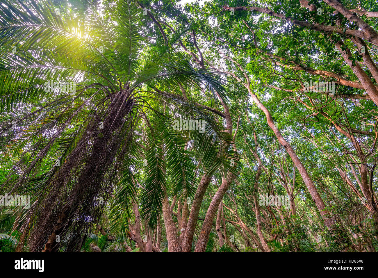 Vista panoramica della giungla di palme Foto Stock