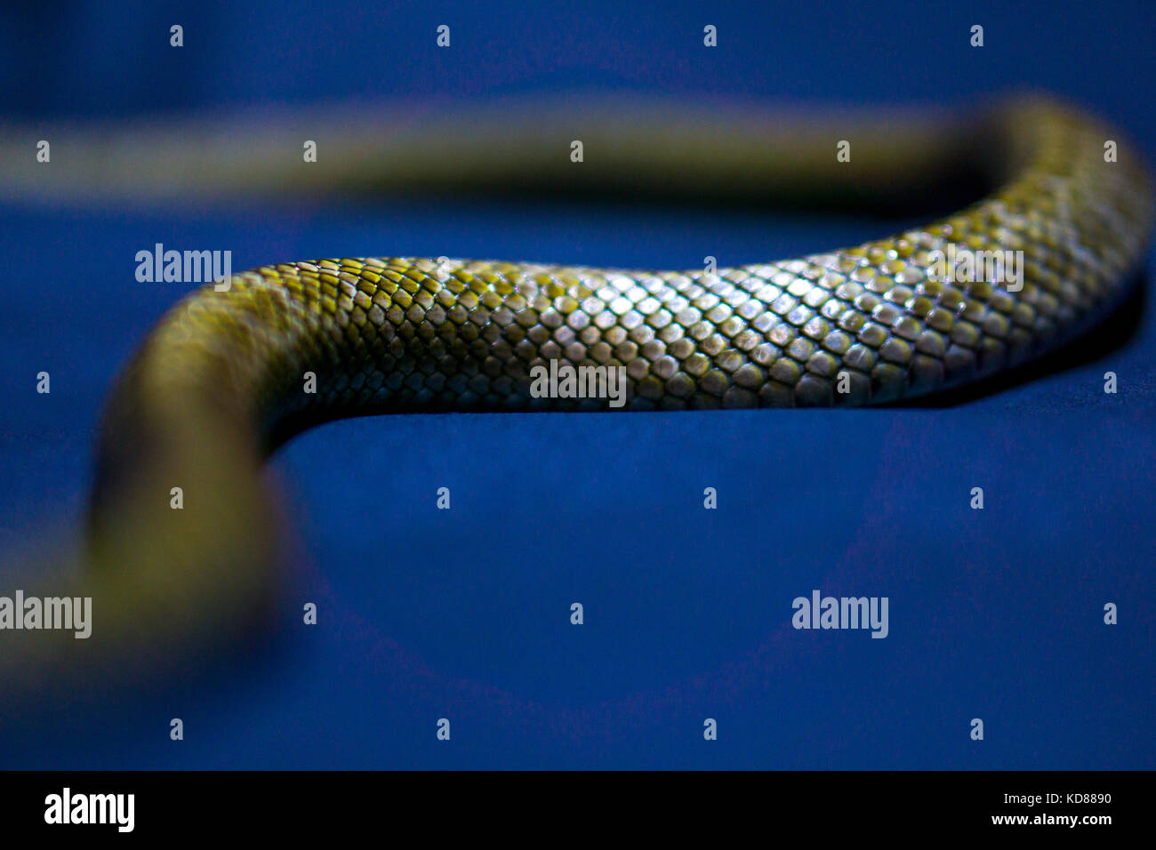 Giallo listati snake on dark-sfondo blu Foto Stock