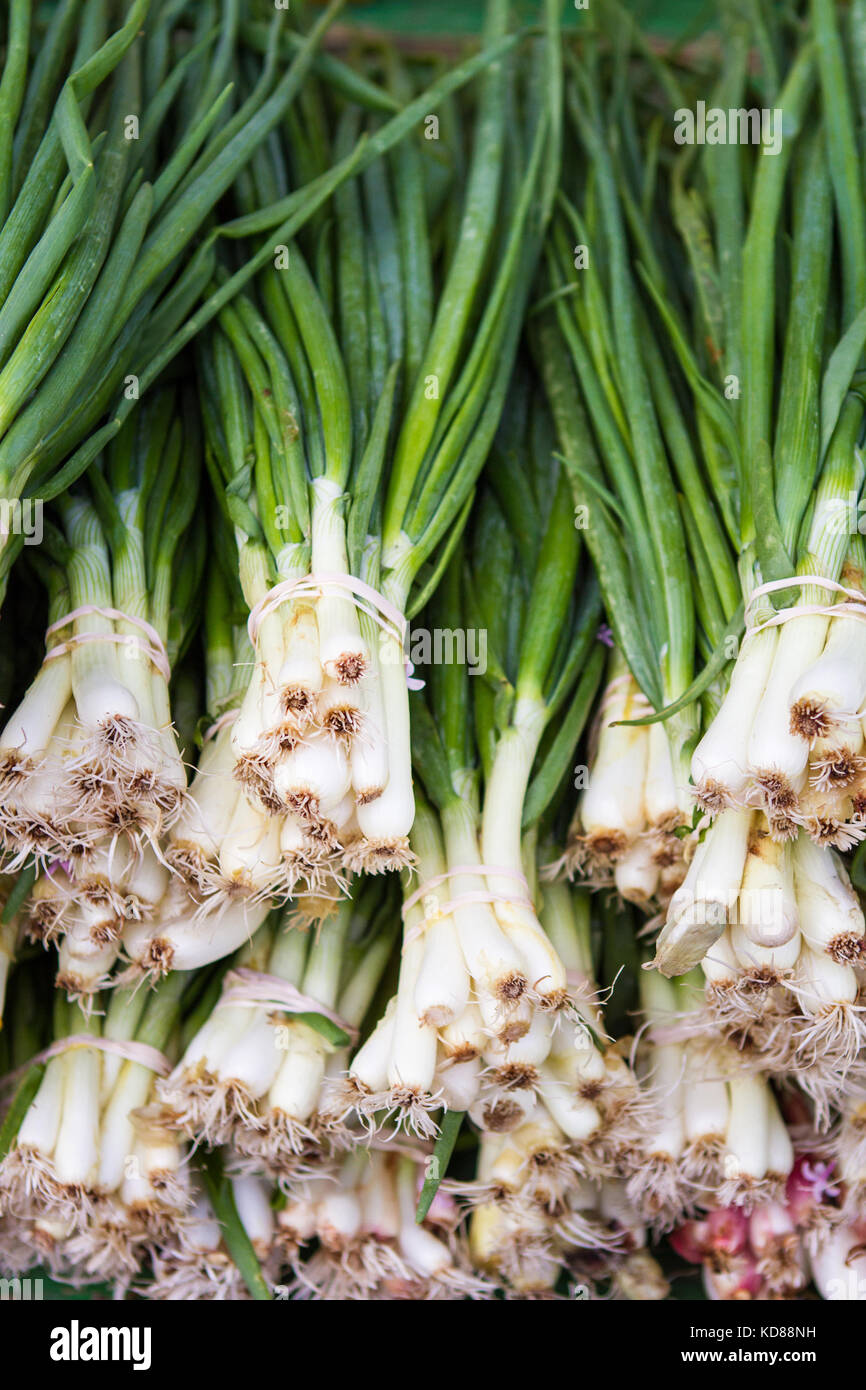 Le cipolle verdi raggruppati in mazzetti al mercato degli agricoltori Foto Stock
