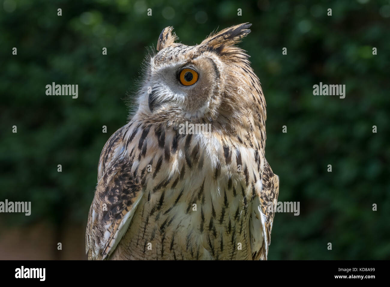 Gufo reale rapace close-up Foto Stock