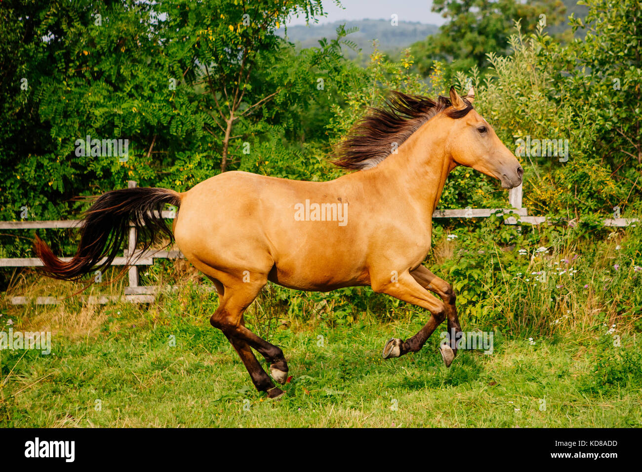 Cavallo di buccia canti in un campo, Brasov, Romania Foto Stock