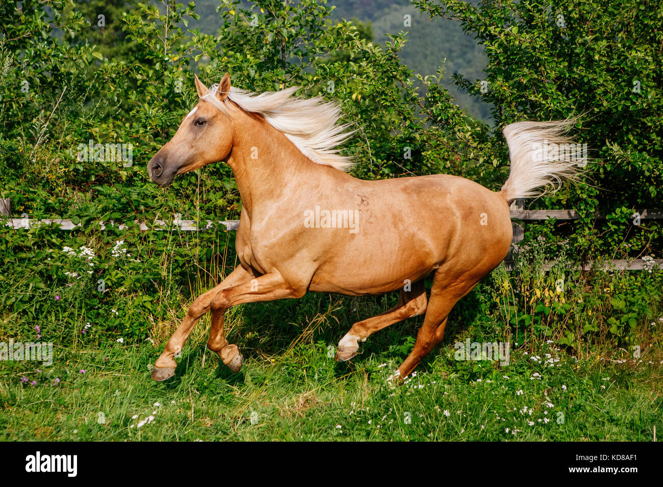 Palomino cavallo in un campo, Brasov, Romania Foto Stock