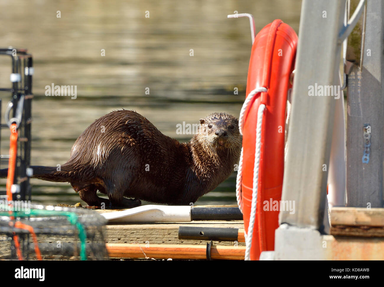 Un fiume selvaggio lontra (Lutra canadensis); sulla darsena al punto giallo Lodge nei pressi di Nanaimo sull'Isola di Vancouver British Columbia Canada Foto Stock