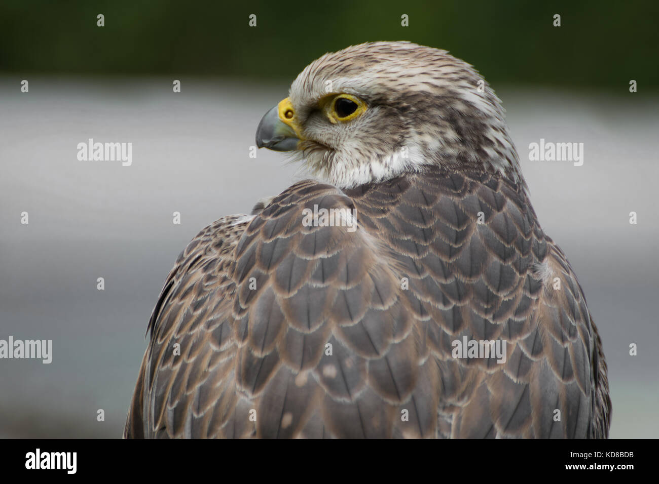 Saker falcon rapace close-up Foto Stock