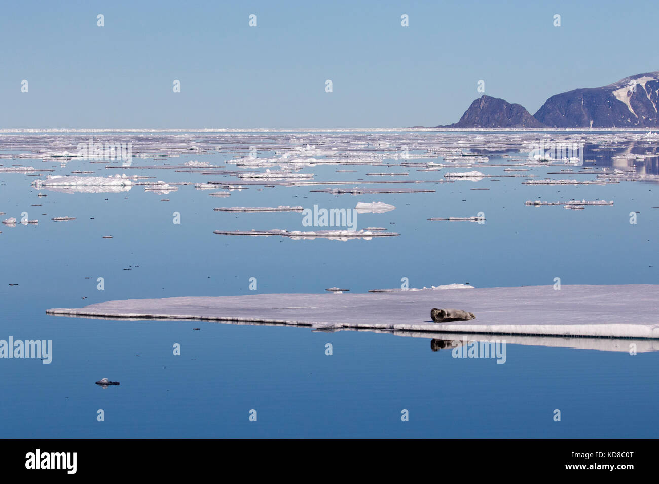 Guarnizione barbuto / square pinna guarnizione (erignathus barbatus) appoggiato su ghiaccio floe nell'Oceano artico, svalbard / spitsbergen, Norvegia Foto Stock
