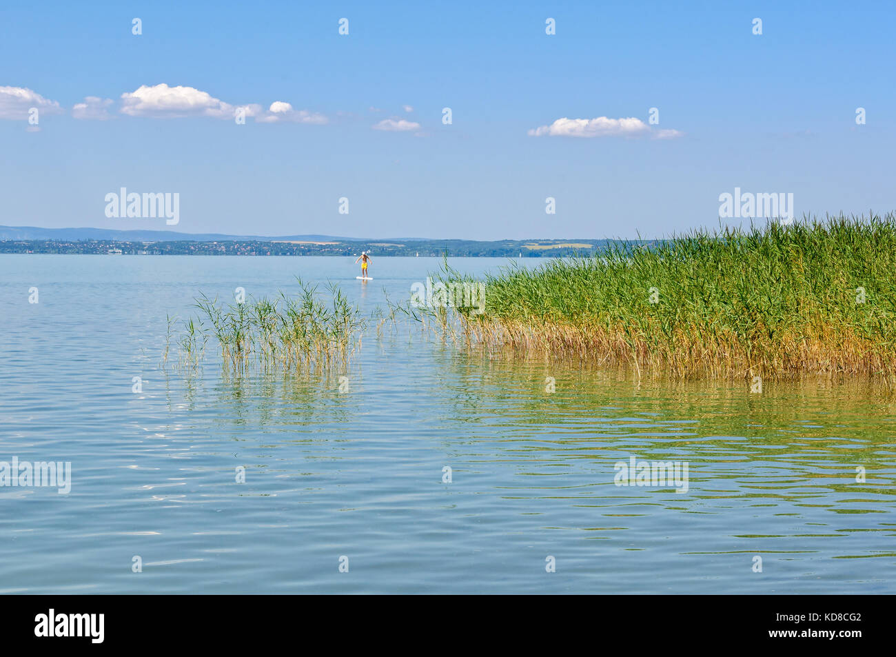 Lone surfer e reed sul lago Balaton a szabadisosto - Ungheria Foto Stock