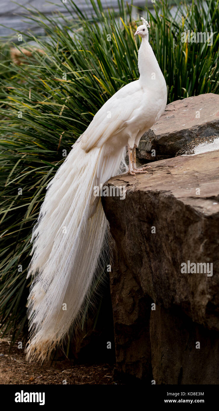 Un bellissimo pavone leucistic mostrando il suo piumaggio bianco. Foto Stock