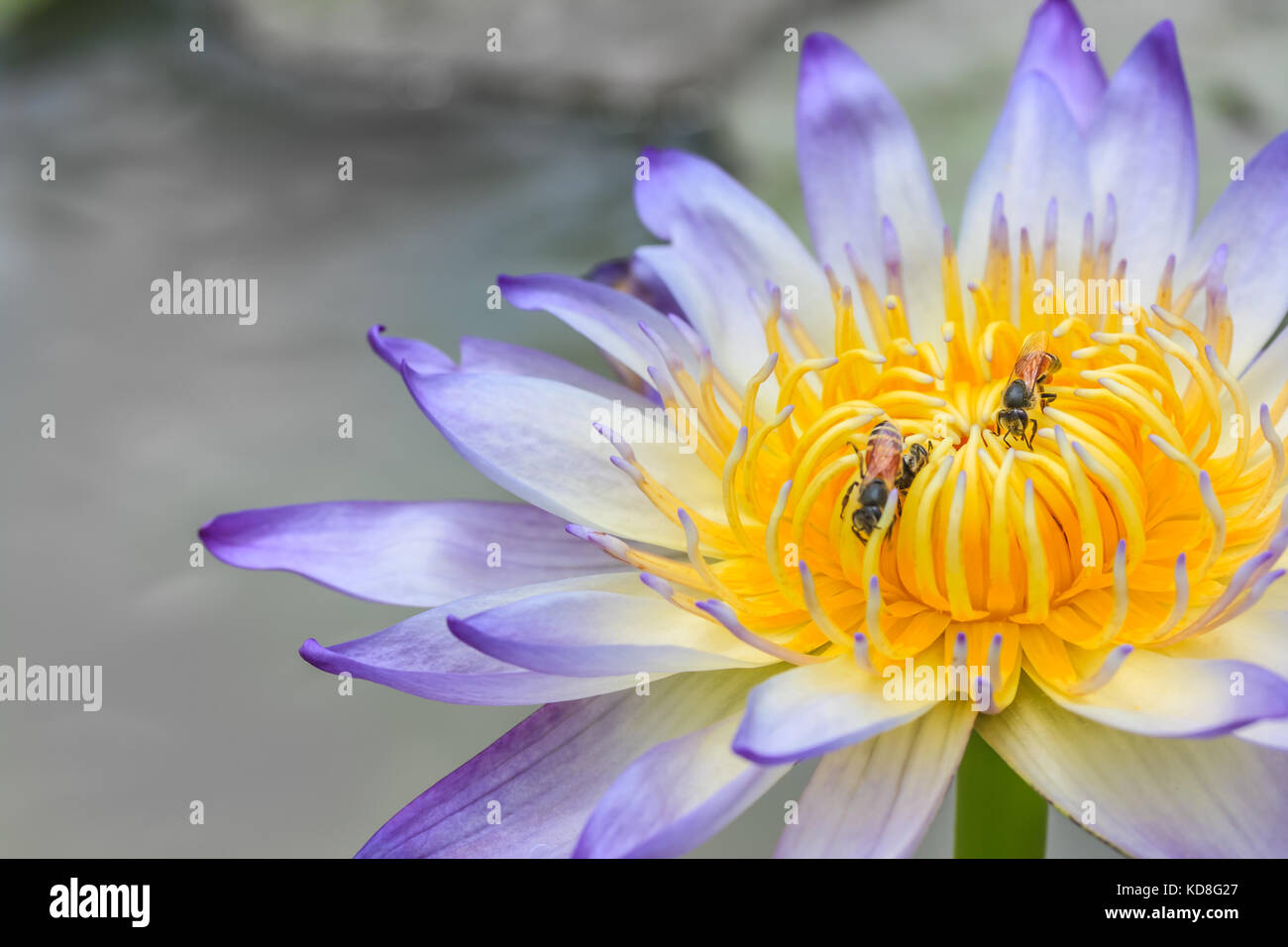 Close-up di bee in fiore di loto Foto Stock