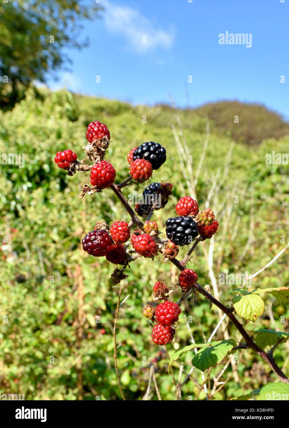 More selvatiche che crescono in campagna regno unito Foto Stock