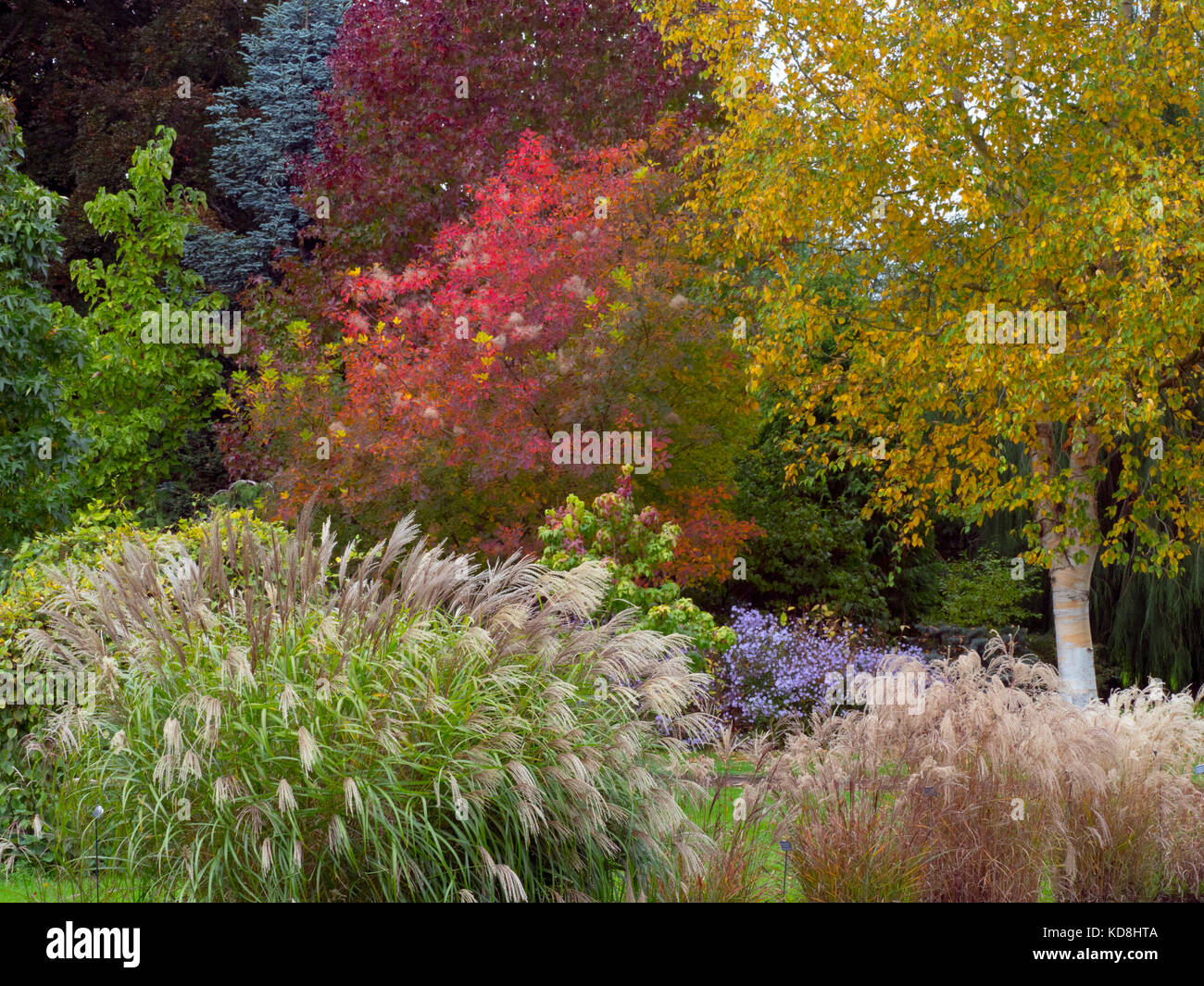Il fogliame di autunno a Giardini Bressingham Norfolk Ottobre Foto Stock