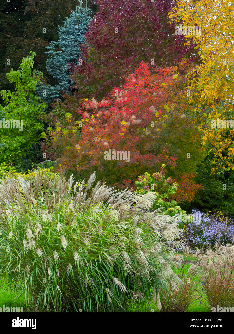 Il fogliame di autunno a Giardini Bressingham Norfolk Ottobre Foto Stock