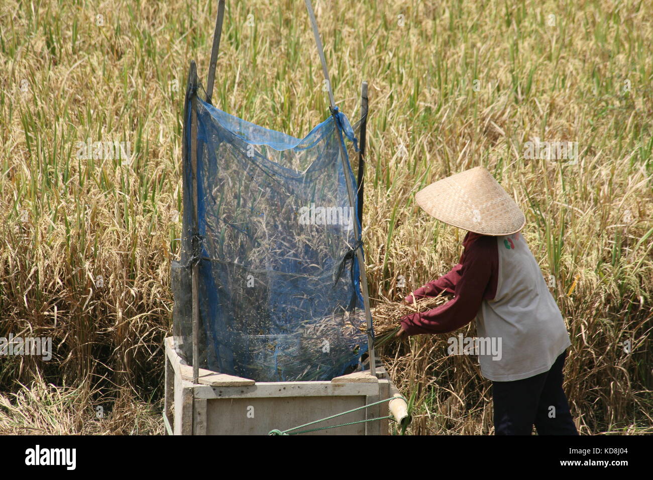Frau beim dreschen von Reis Pflanzen - trebbiatura di piante di riso Foto Stock