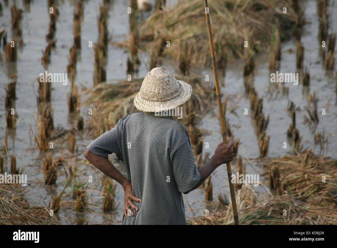 Mann im Reisfeld bei der Ernte - uomo nel campo del riso alla vendemmia Foto Stock