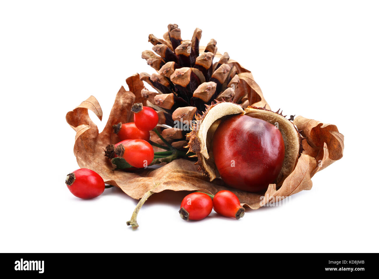 Il cono di pino, castagne e fianchi a secco su un autumn leaf. L'oggetto isolato. Foto Stock