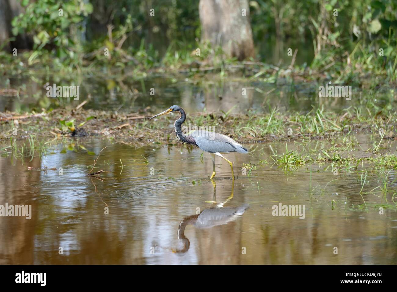 Il tricolore heron, è un piccolo airone. visto qui stalking pescare nei fondali bassi in Florida, Stati Uniti d'America Foto Stock
