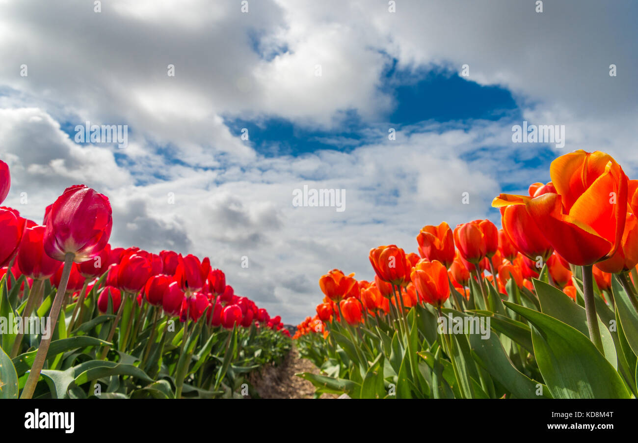Il Keukenhof,nei Paesi Bassi, noto come il "giardino d'Europa", è uno dei più grandi del mondo giardini di fiori - campi di tulipani vicino al giardino Foto Stock