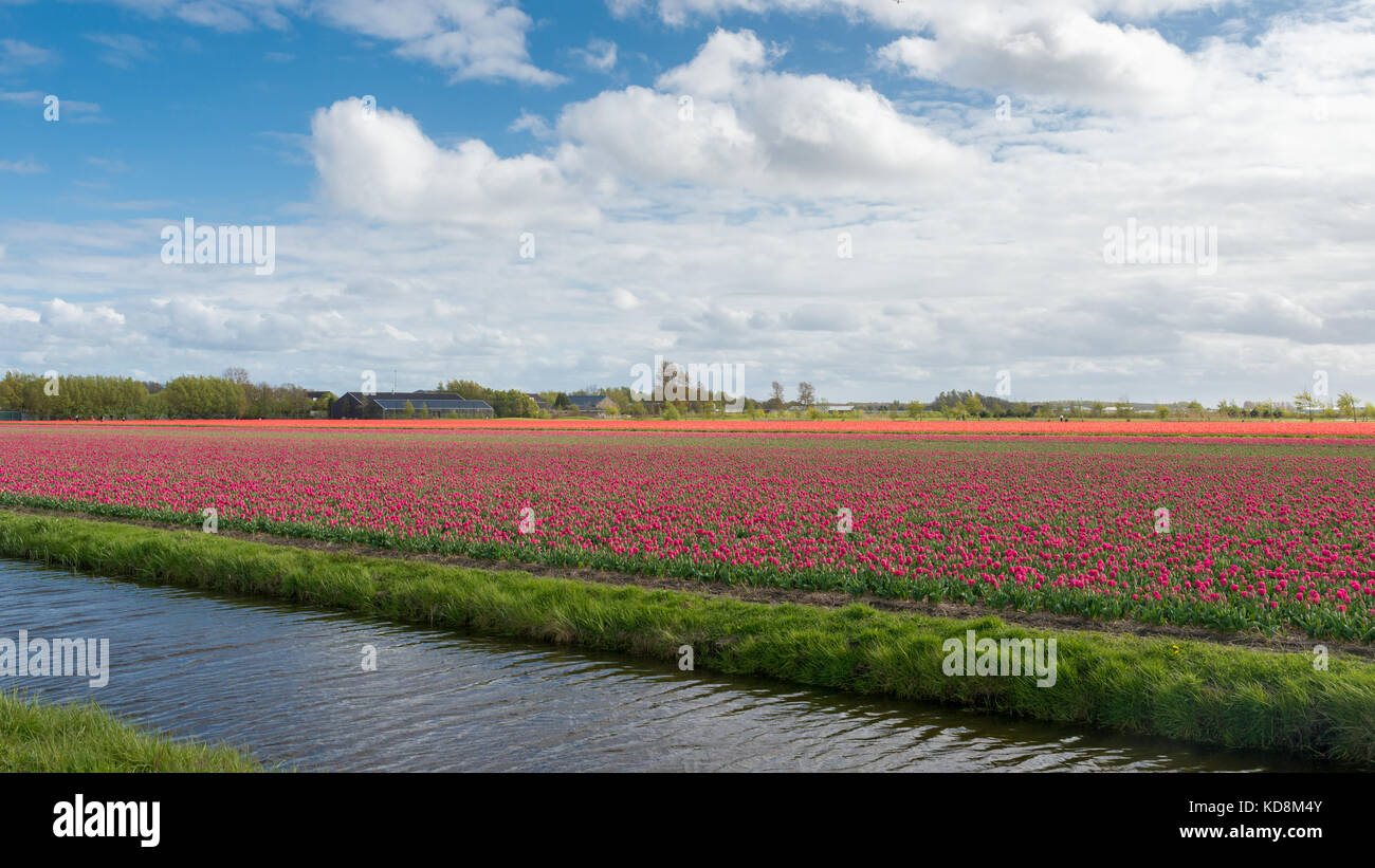 Il Keukenhof,nei Paesi Bassi, noto come il "giardino d'Europa", è uno dei più grandi del mondo giardini di fiori - campi di tulipani vicino al giardino Foto Stock