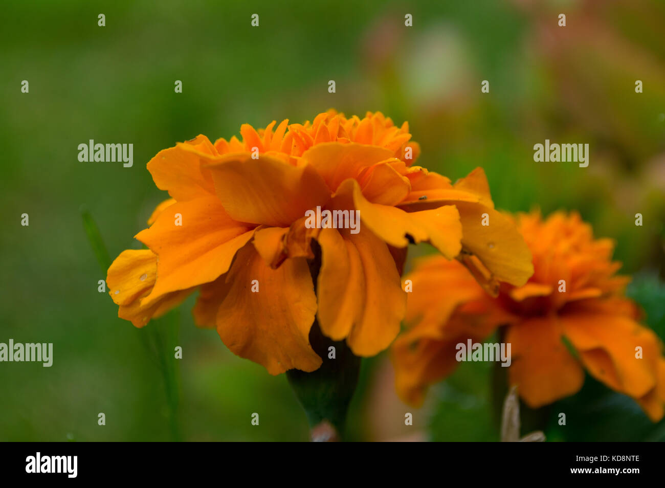 Macro close up giallo e arancione francese calendula fiori che crescono in autunno prima di gelate in Suffolk England Regno Unito con soft verde fogliame in background Foto Stock