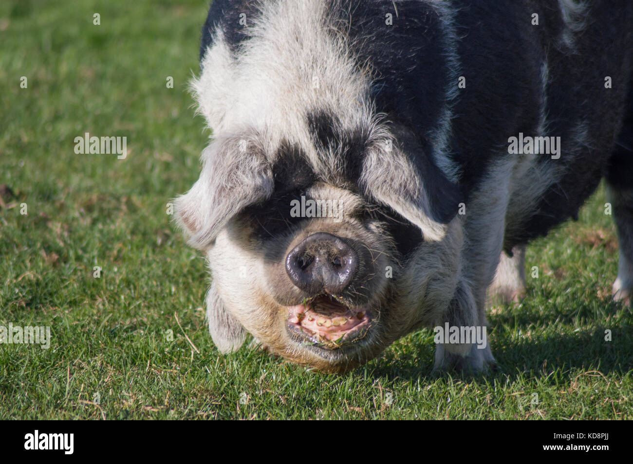 Grande in bianco e nero di maiale - foto Foto Stock