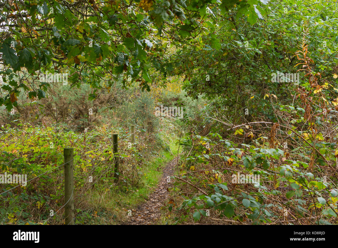 Il percorso da una recinzione che conduce in una zona boscosa su Turbary locale comune di riserva naturale, Dorset, Regno Unito Foto Stock