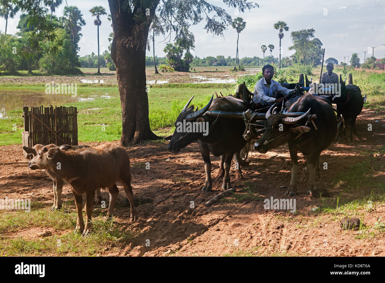 Bufalo d'acqua team, Ta Chet village, Somroang Yea comune, distretto di Puok, Siem Reap Provincia, Cambogia Foto Stock