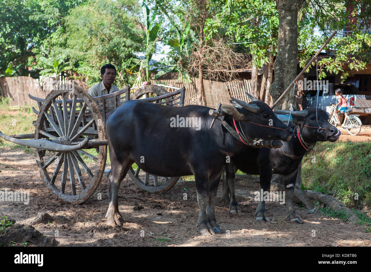 Bufalo d'acqua team, Ta Chet village, Somroang Yea comune, distretto di Puok, Siem Reap Provincia, Cambogia Foto Stock