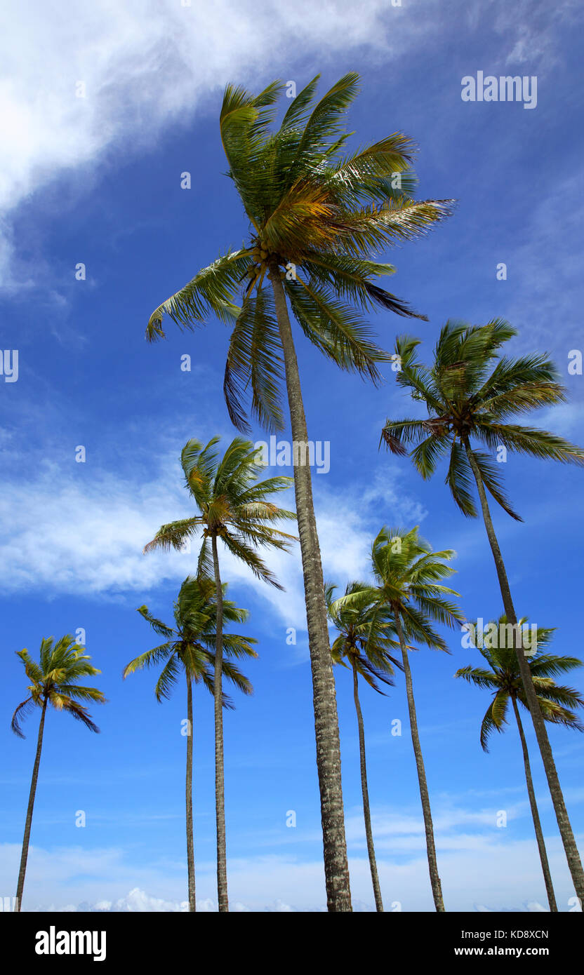 Le palme sulla spiaggia di Ilha Atalaia, Praia da Costa, Canavieiras, Bahia, Brasile, Sud America Foto Stock