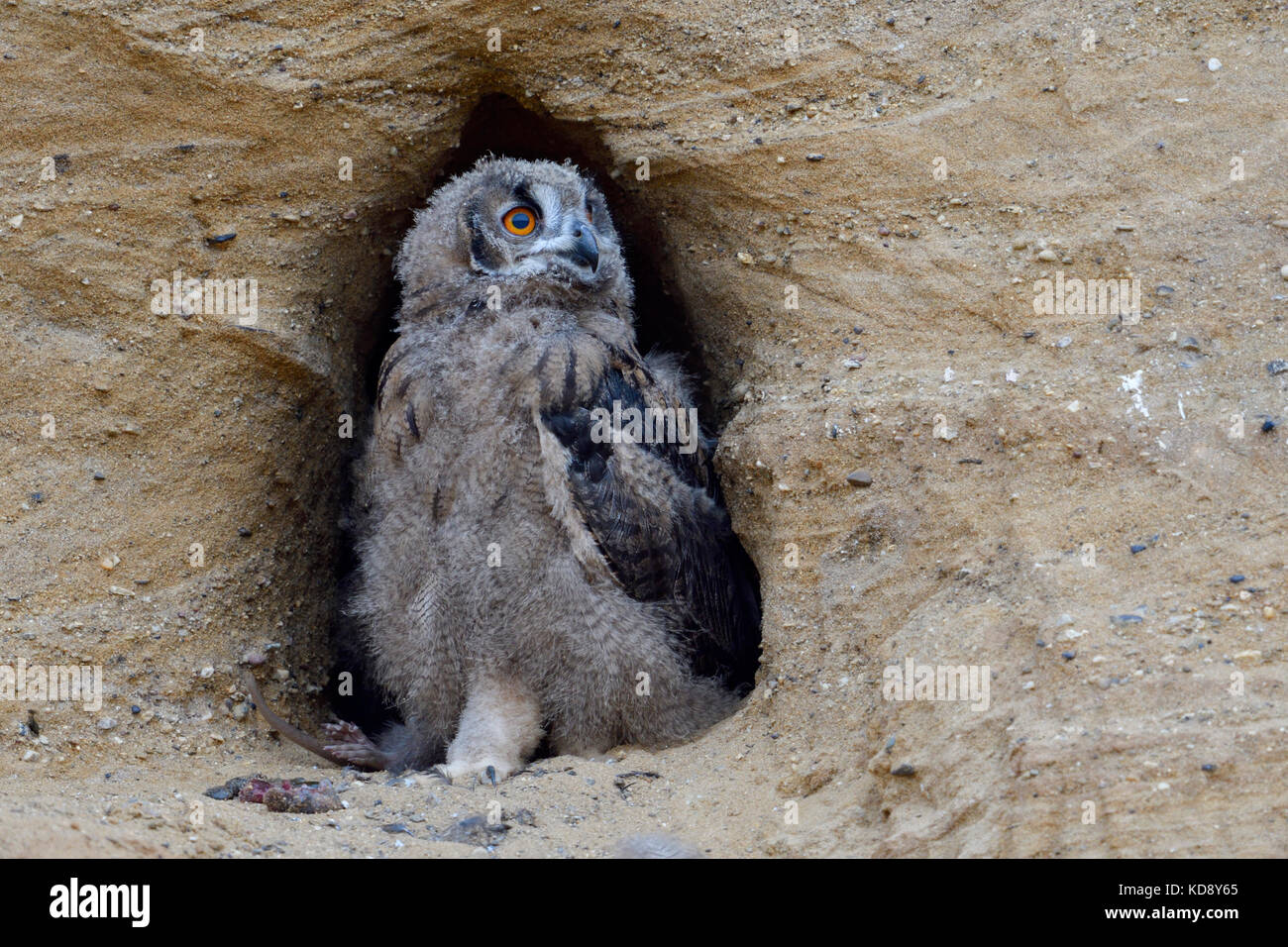 Gufo reale / europaeischer uhu ( Bubo bubo ), chick, si trova all' ingresso della sua nidificazione scavano, guarda a parte, la fauna selvatica, l'Europa. Foto Stock