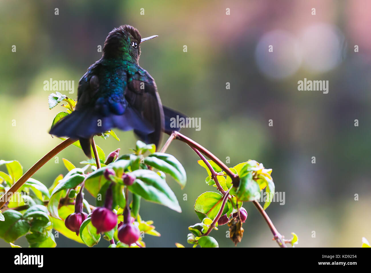 Fiery-throated Hummingbird seduto su un ramo - Puntarenas, Costa Rica Foto Stock