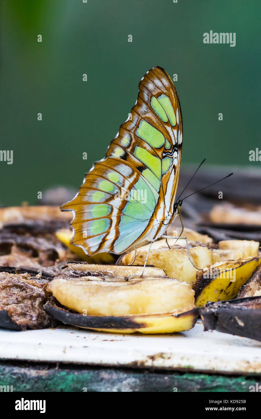 Malachite butterfly, Siproeta stelenes - Costa Rica Foto Stock