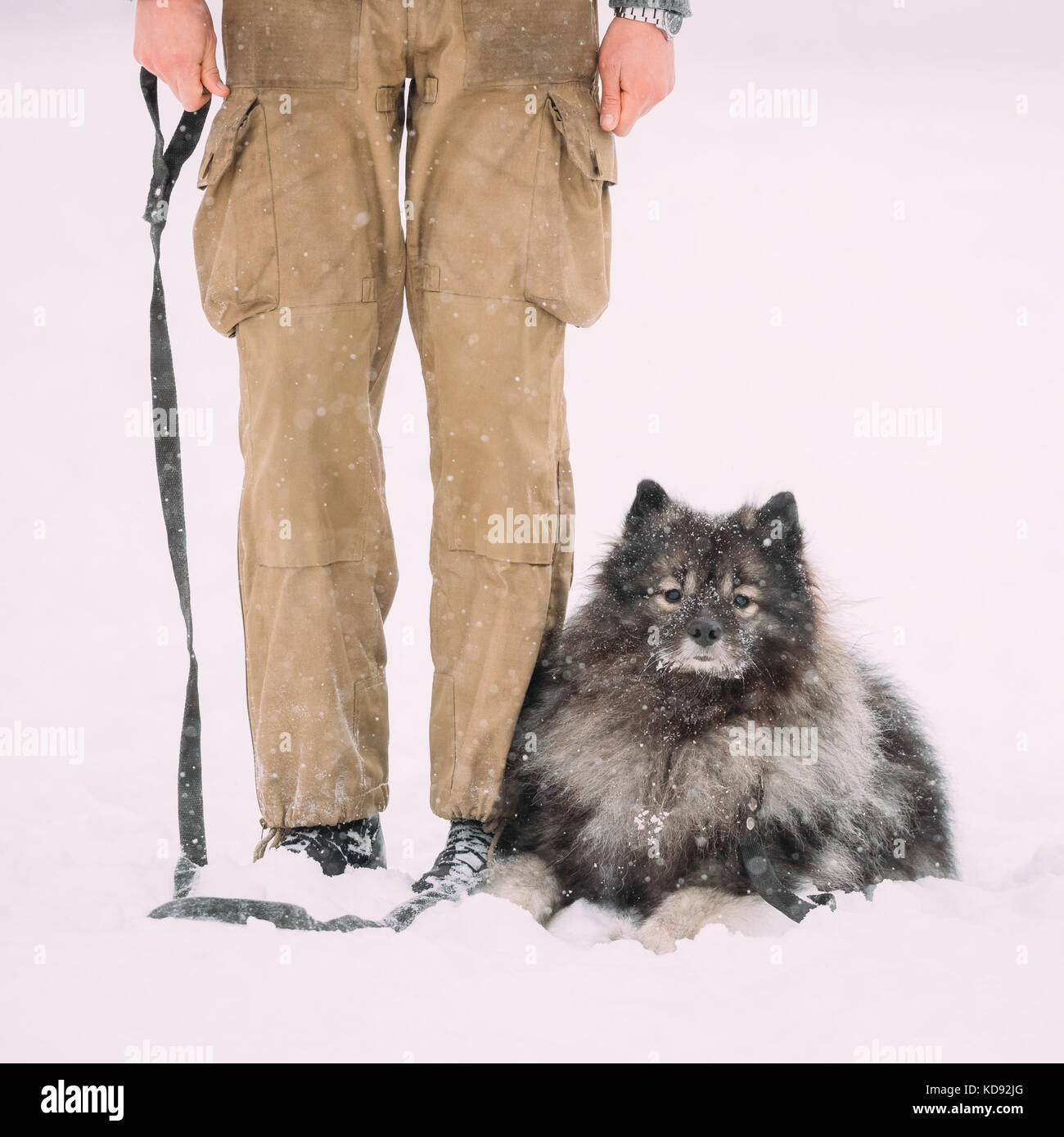 Funny keeshond dog sedersi vicino a proprietario outdoor in neve. stagione invernale. addestramento del cane all'esterno. Foto Stock