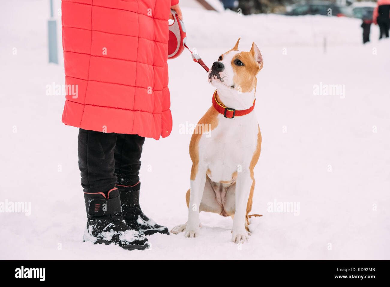 Bello cane american staffordshire terrier in piedi nella neve donna vicino a piedi al giorno d'inverno Foto Stock