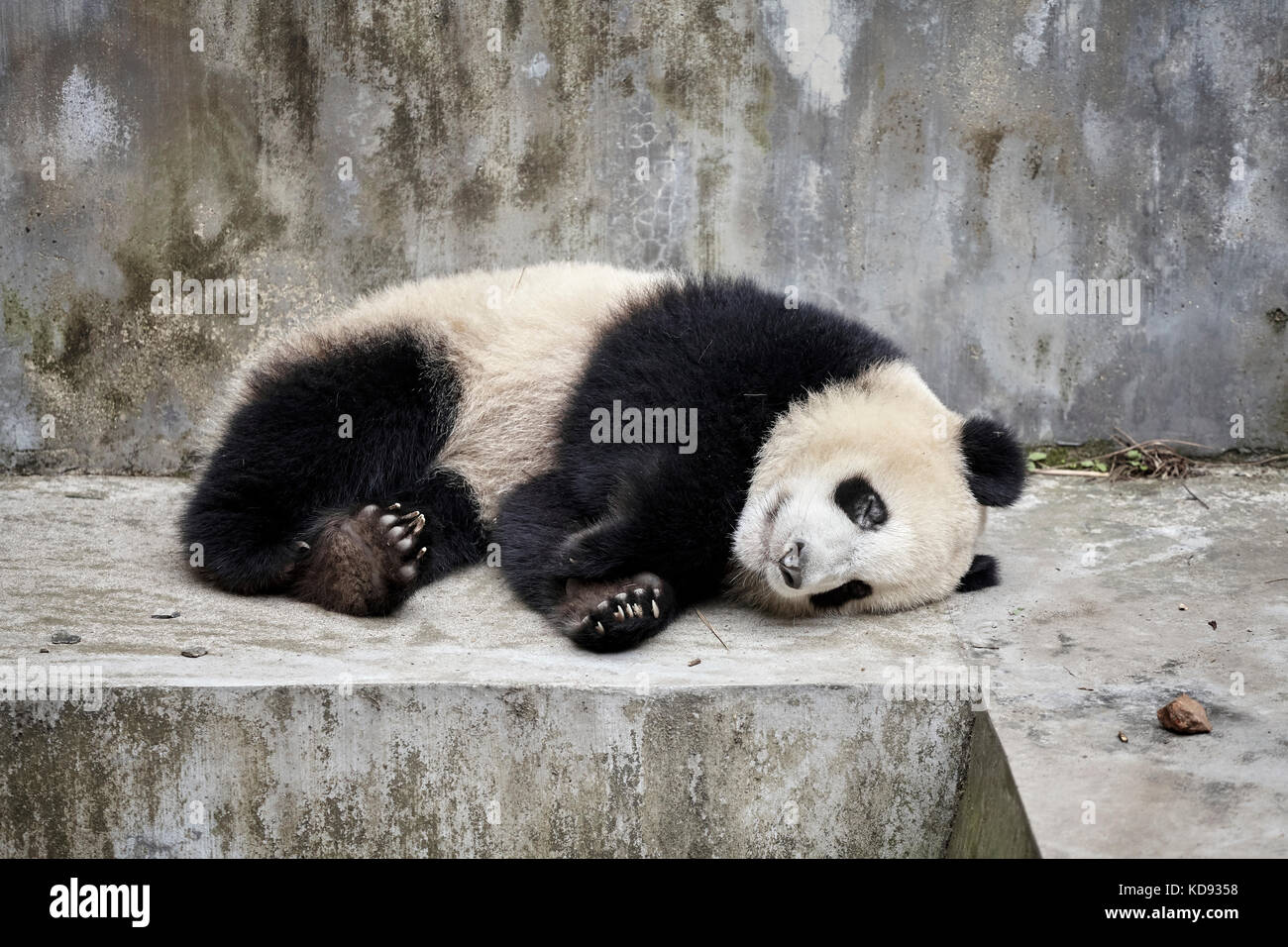 Appoggio panda gigante di Chengdu, in Cina. Foto Stock