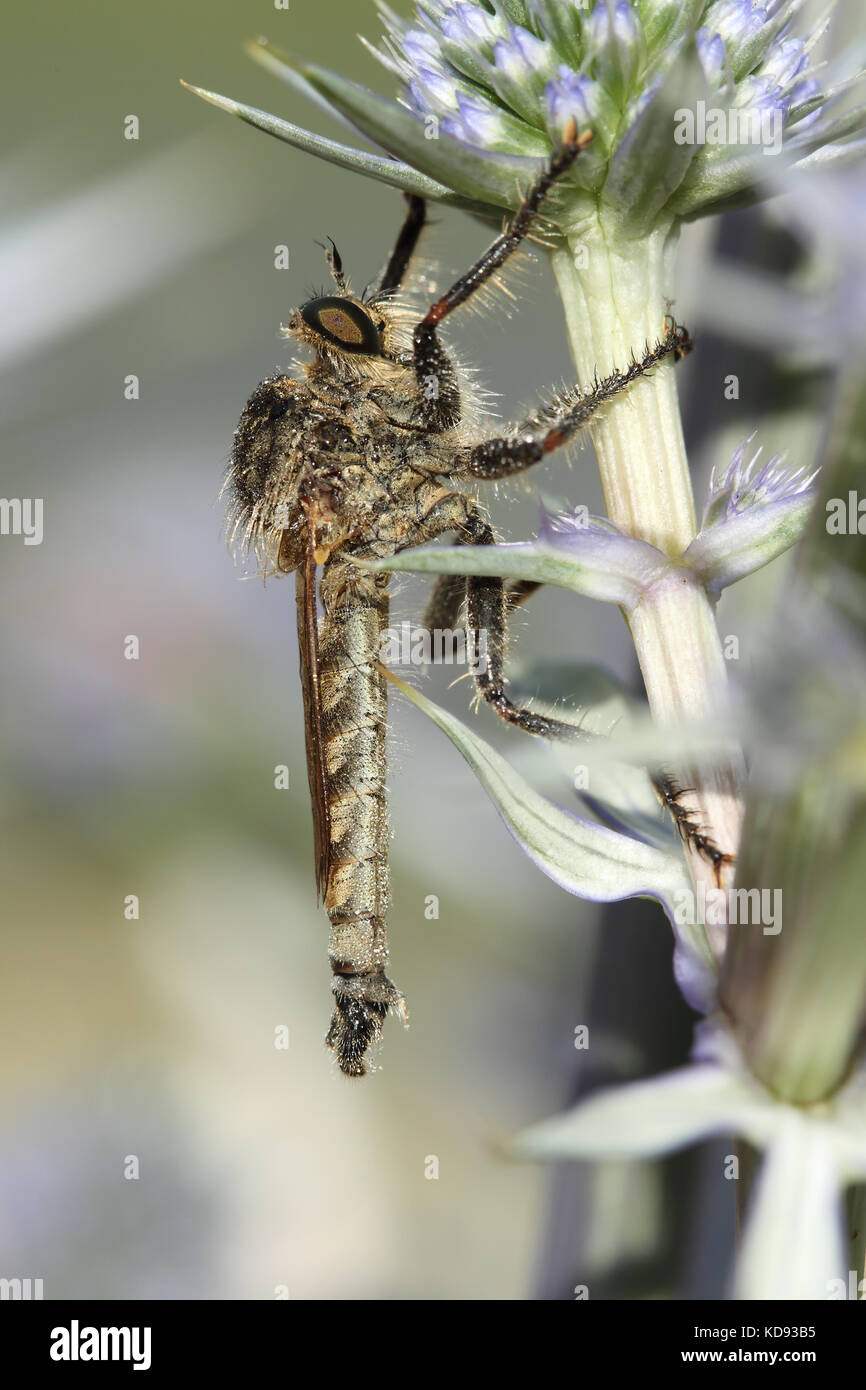 Assassin fly (laphria marginata) Foto Stock