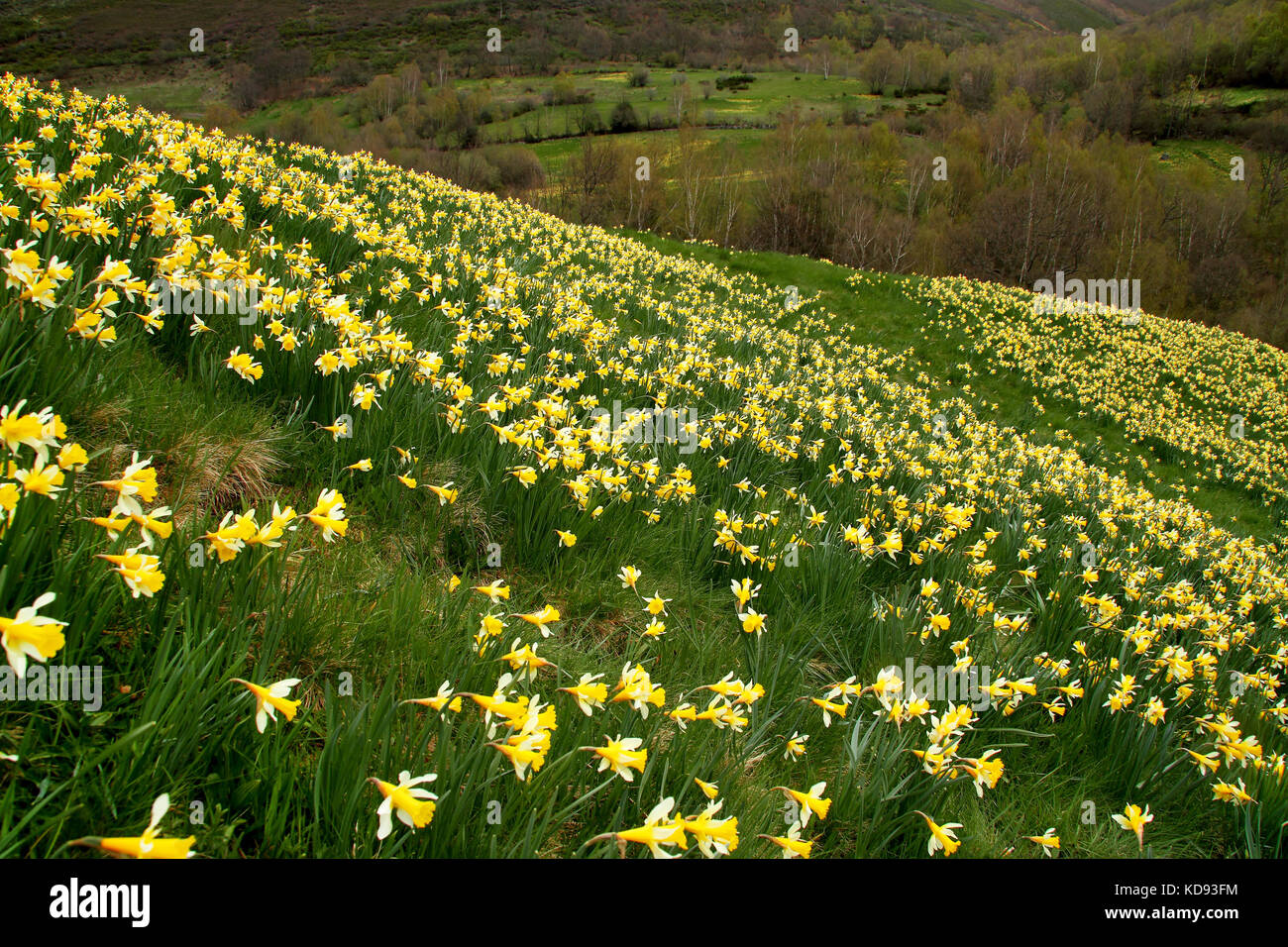 Campo daffofil nel nord della Spagna Foto Stock