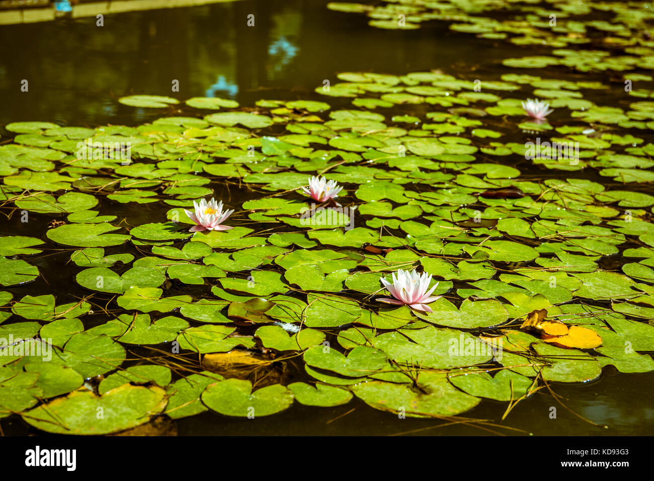 Water Lilies in un stagno. fiore bianco e foglie verdi Foto Stock