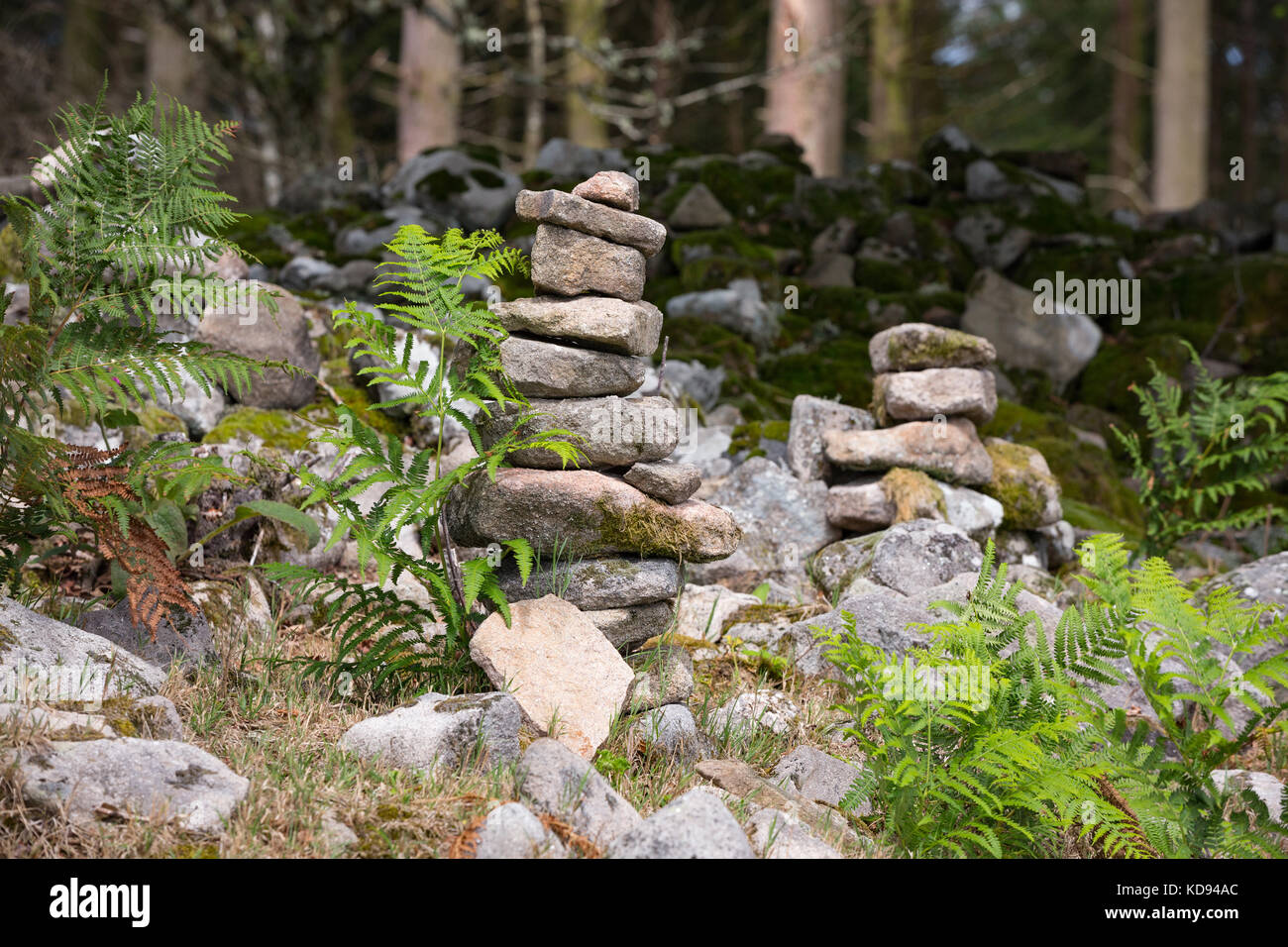 Cairns o rock-stacking tra piante di felce. Foto Stock