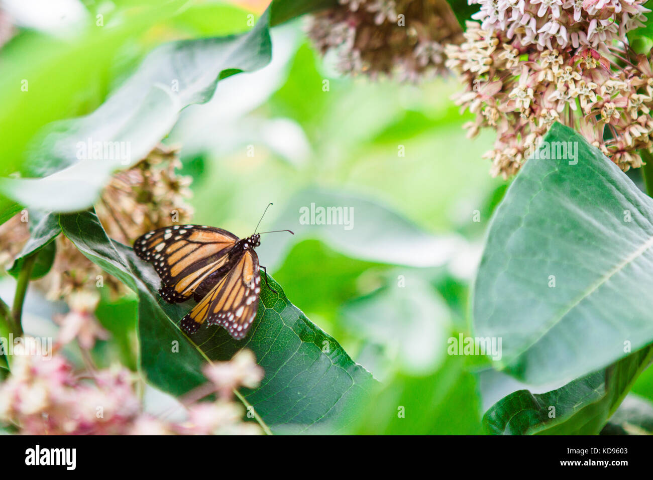 Farfalla monarca seduto su una foglia di milkweed Foto Stock