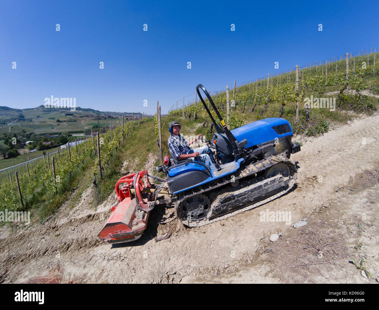 La guida su un trattore cingolato, sale ripida fino le colline delle Langhe in piemonte italia tra i filari dei vigneti Foto Stock