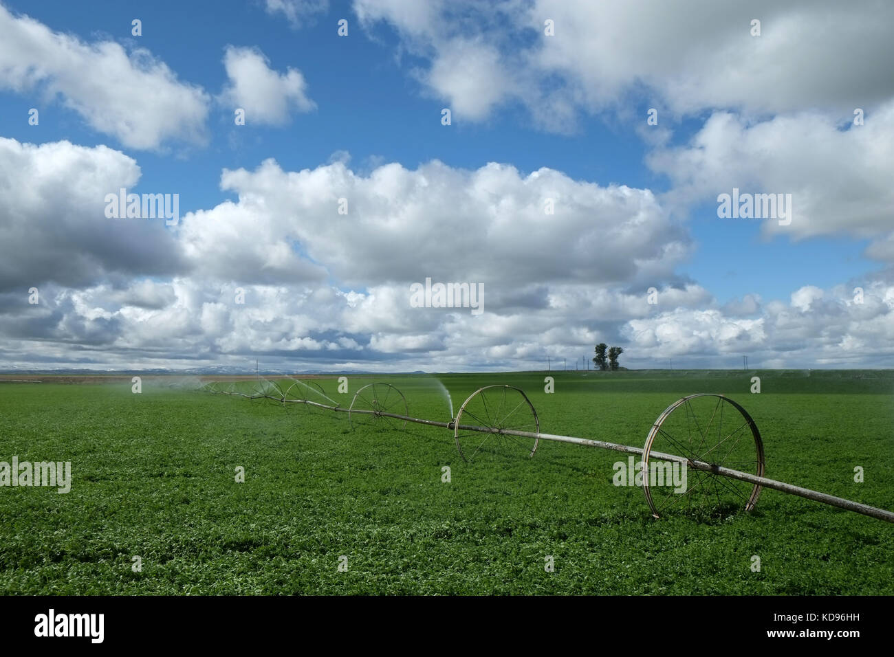 Il centro di rotazione irrigazione nei campi di Idaho Foto Stock