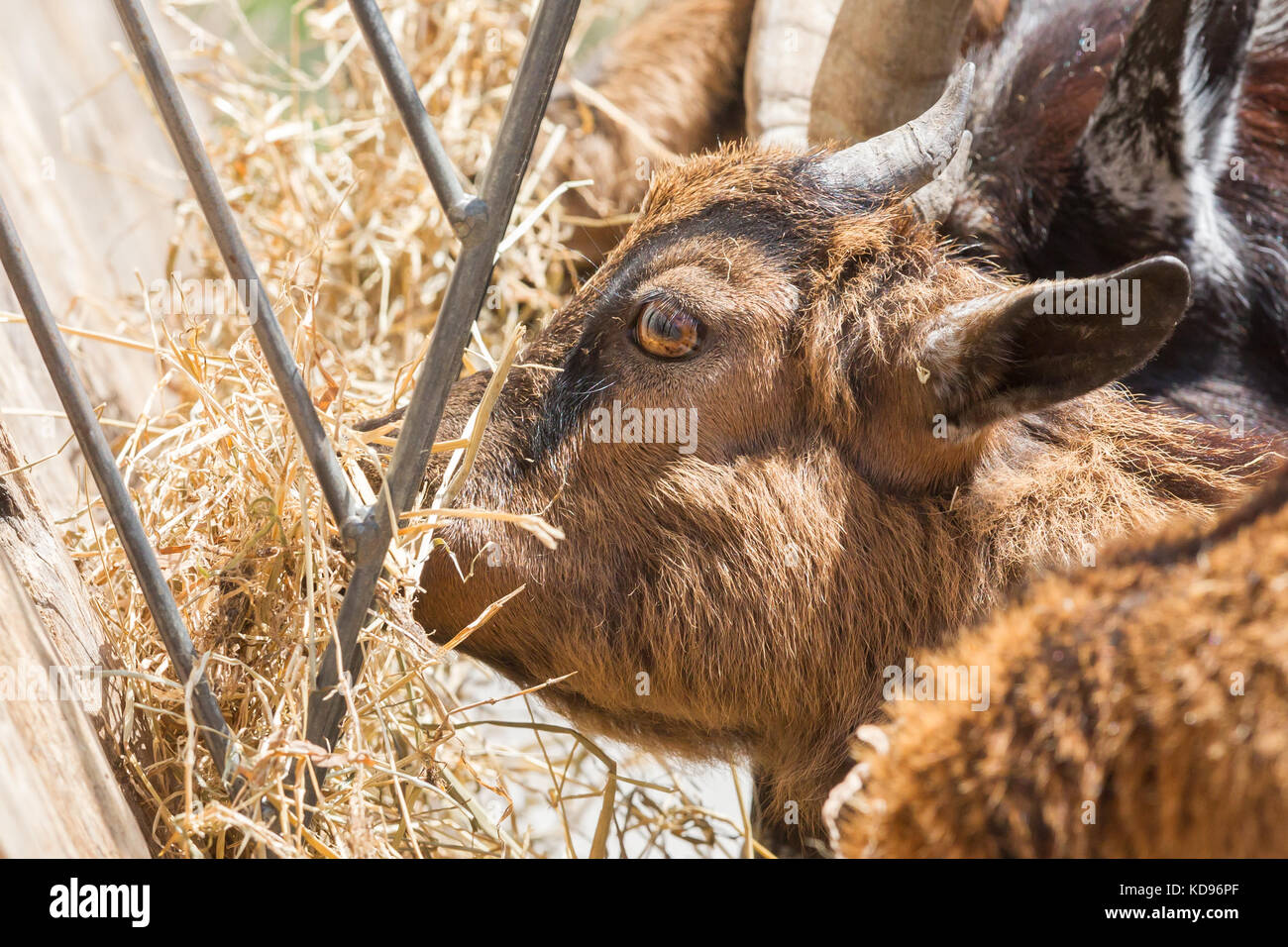 Brown capra mangia fieno - messa a fuoco selettiva sull'occhio Foto Stock