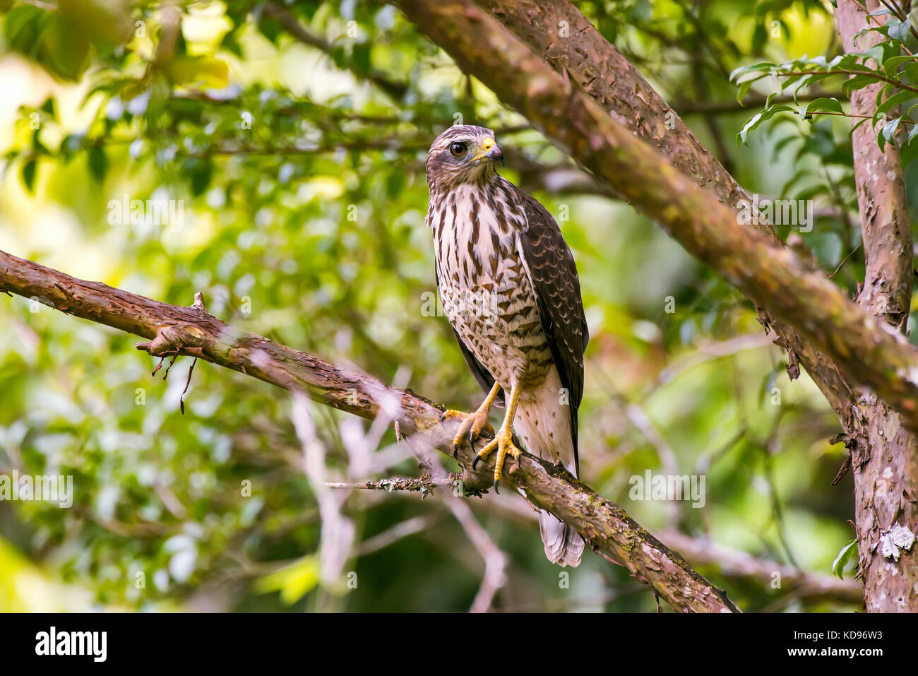 "Gavião-carijó (rupornis magnirostris) fotografado em santa teresa, Espirito Santo - sudeste do Brasil. bioma mata atlântica. registro feito em 2013. Foto Stock