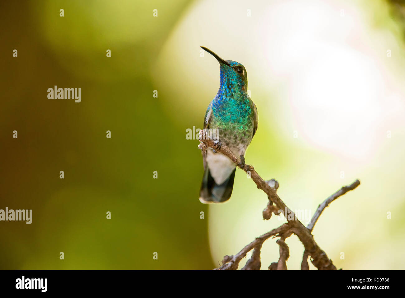 "Beija-flor-de-orelha-violeta (colibri serrirostris) fotografado em santa teresa, Espirito Santo - sudeste do Brasil. bioma mata atlântica. registro Foto Stock