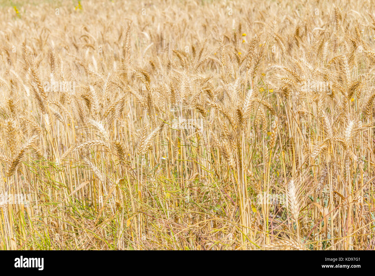 Dettagli di una piantagione di grano in aljezur, algarve, portogallo Foto Stock