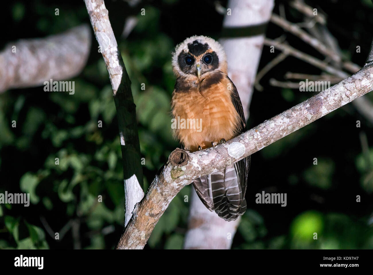 'Murubututu-de-Barriga-amarela (Pulsatrix koeniswaldiana) fotografado em Conceição da barra, Espírito Santo - Sudeste do Brasil. Bioma Mata Atlântica Foto Stock