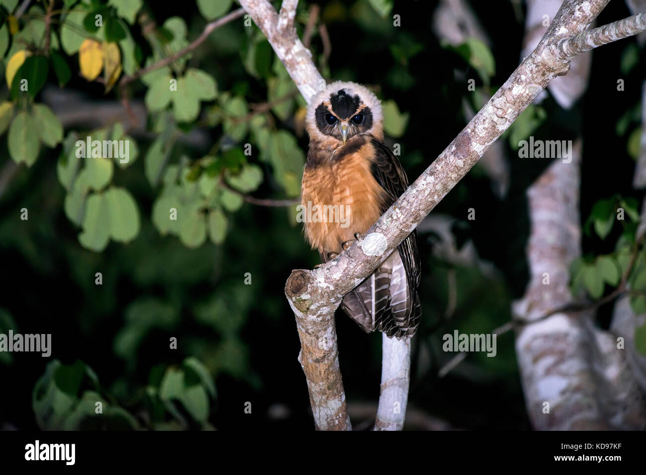 'Murubututu-de-Barriga-amarela (Pulsatrix koeniswaldiana) fotografado em Conceição da barra, Espírito Santo - Sudeste do Brasil. Bioma Mata Atlântica Foto Stock