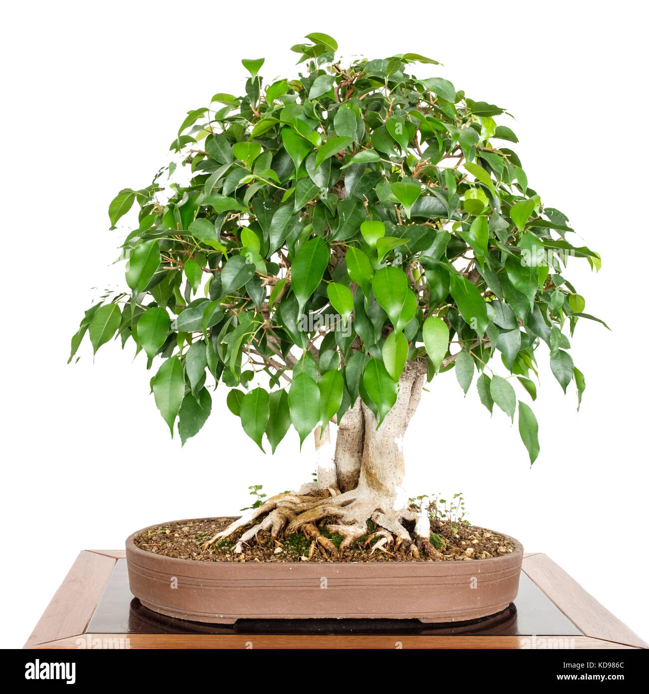 Fig Tree (ficus benjamini) come bonsai isolato bianco Foto Stock
