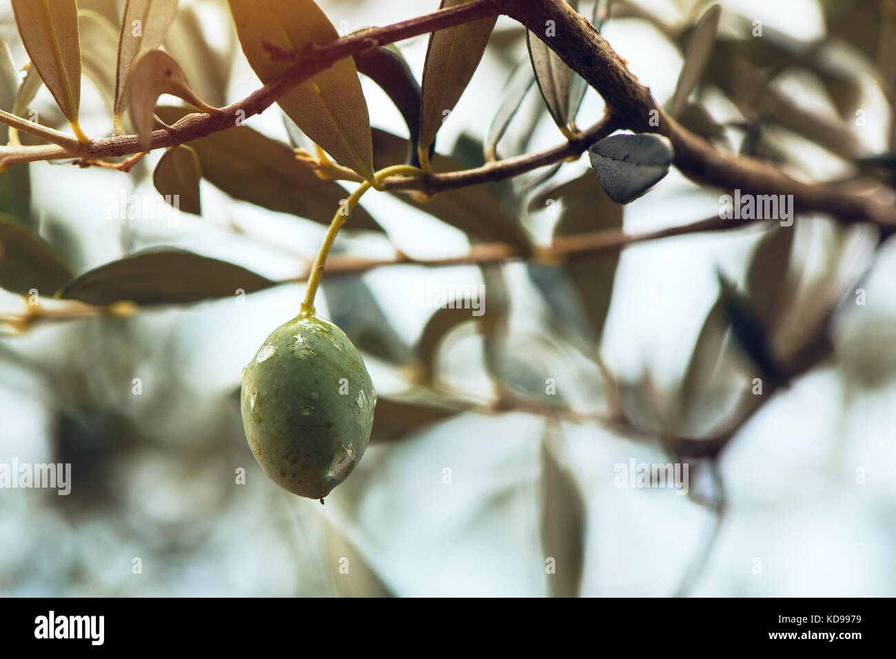 Olive mature di frutta sul ramo di albero nel frutteto coltivato. Foto Stock
